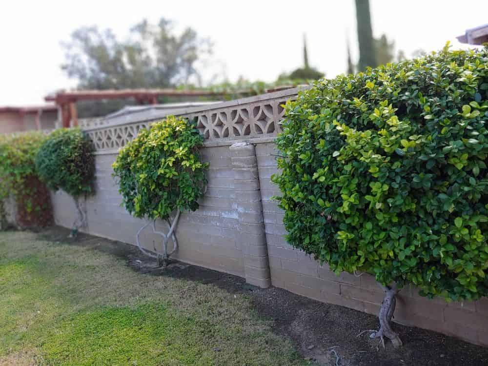 Planting image