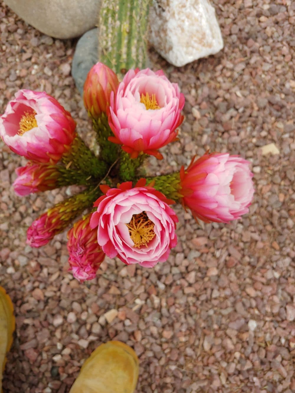 Pink cactus flowers bloom atop green stems, surrounded by pebbled ground and rocks.