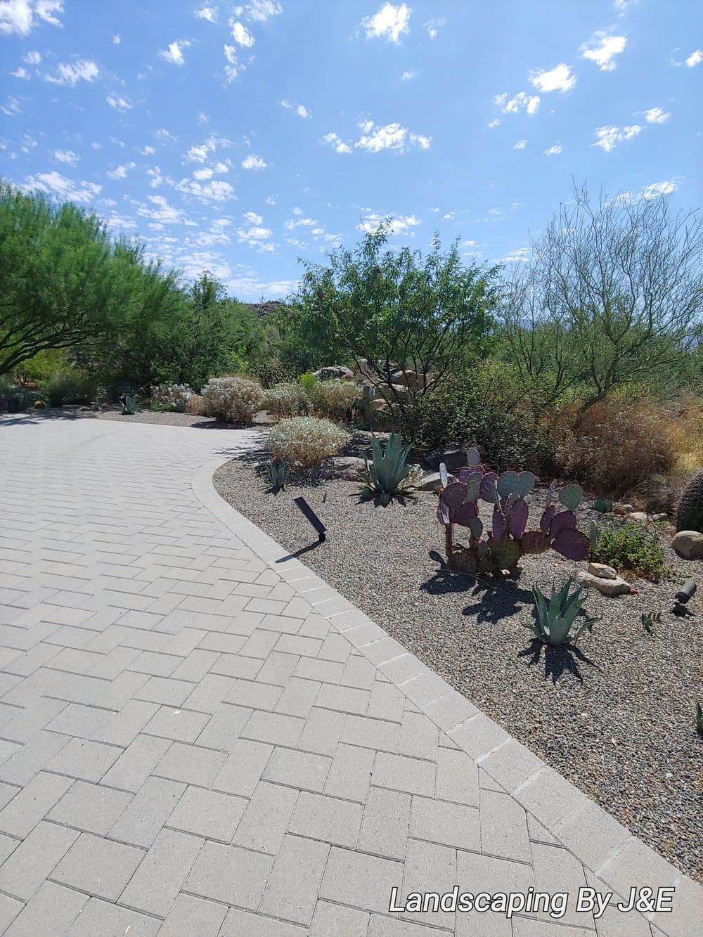Desert landscape with cacti and shrubs along a paved pathway under a blue sky.