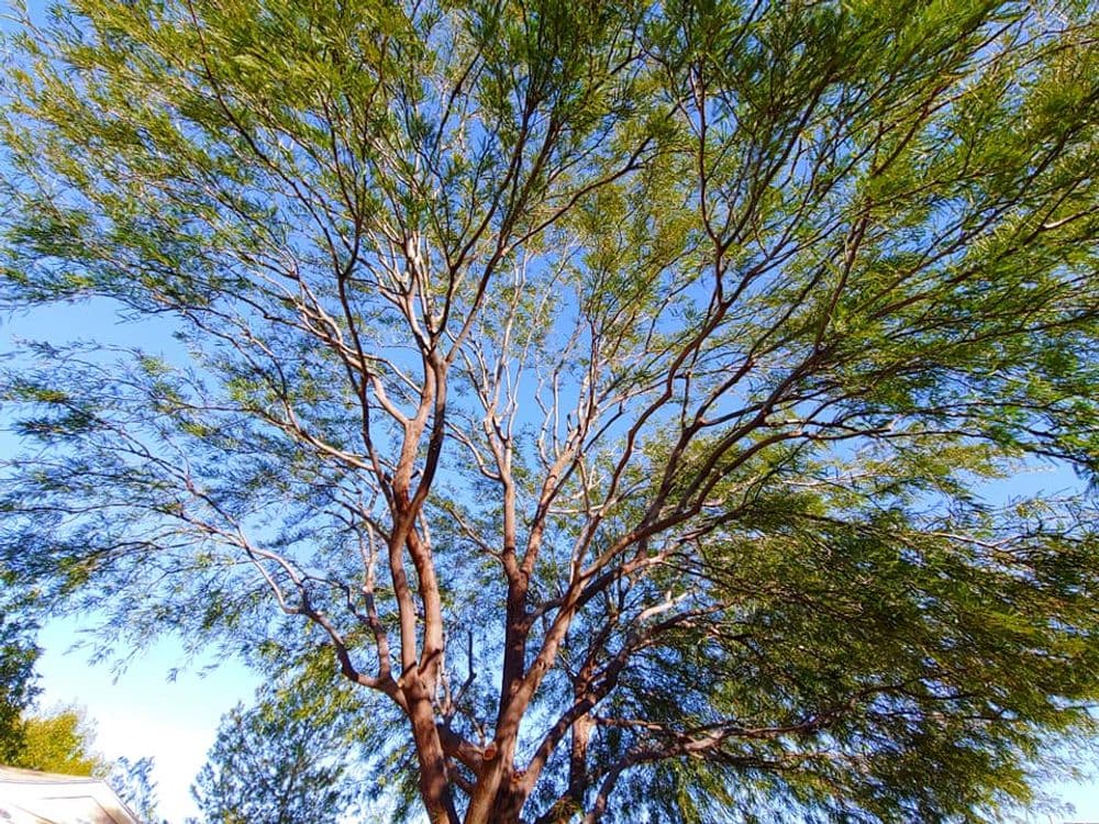 Tall tree with green leaves and a clear blue sky in the background.